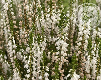 Calluna Spring Cream Heather