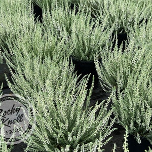 Calluna Silver Knight Heather
