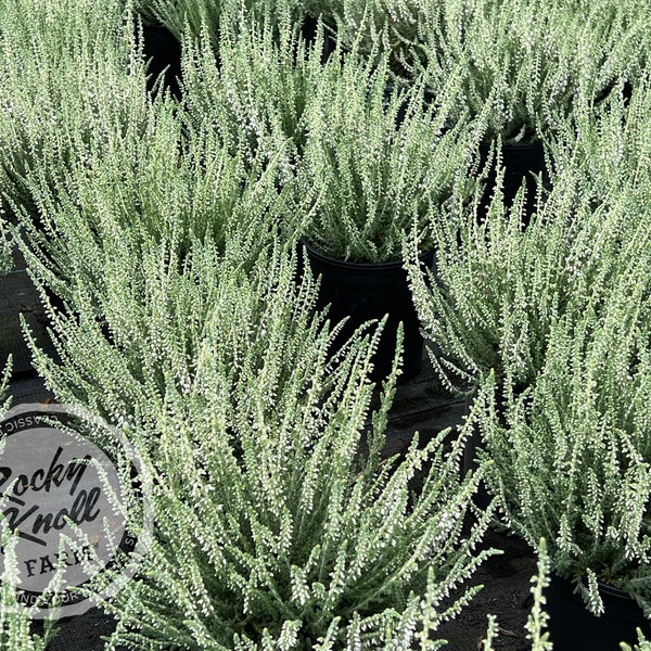 Heather Knight - Etsy