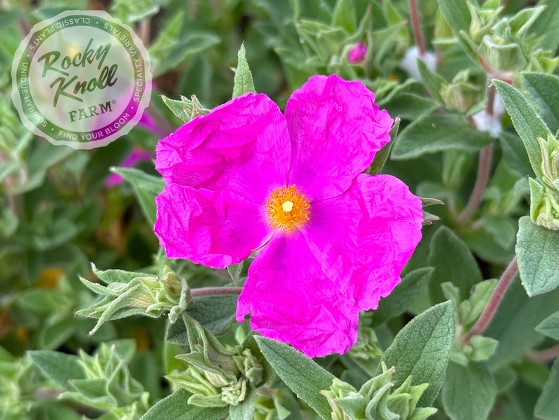Rocky Knoll Farm Cistus x pulverulentus Rockrose - Thumbnail 4