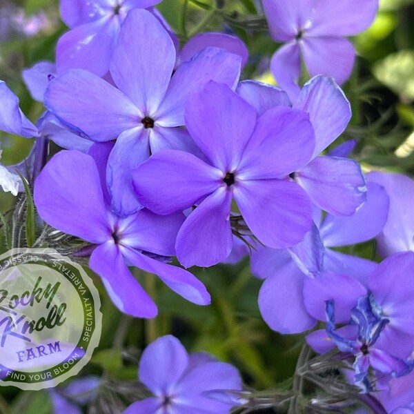 Phlox divaricata - Blue Moon