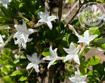 R. viscosum 'Swamp Azalea'