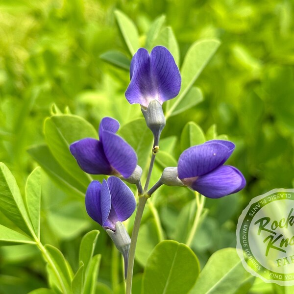 Blue False Indigo - Baptisia australis