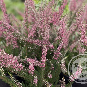 Calluna Amethyst Heather