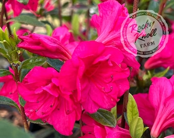 Op de afbeelding: Close-up van levendige roze azaleabloemen met groene bladeren. De afbeelding bevat een logo voor "Rocky Knoll Farm" met de slogan "Find Your Bloom".