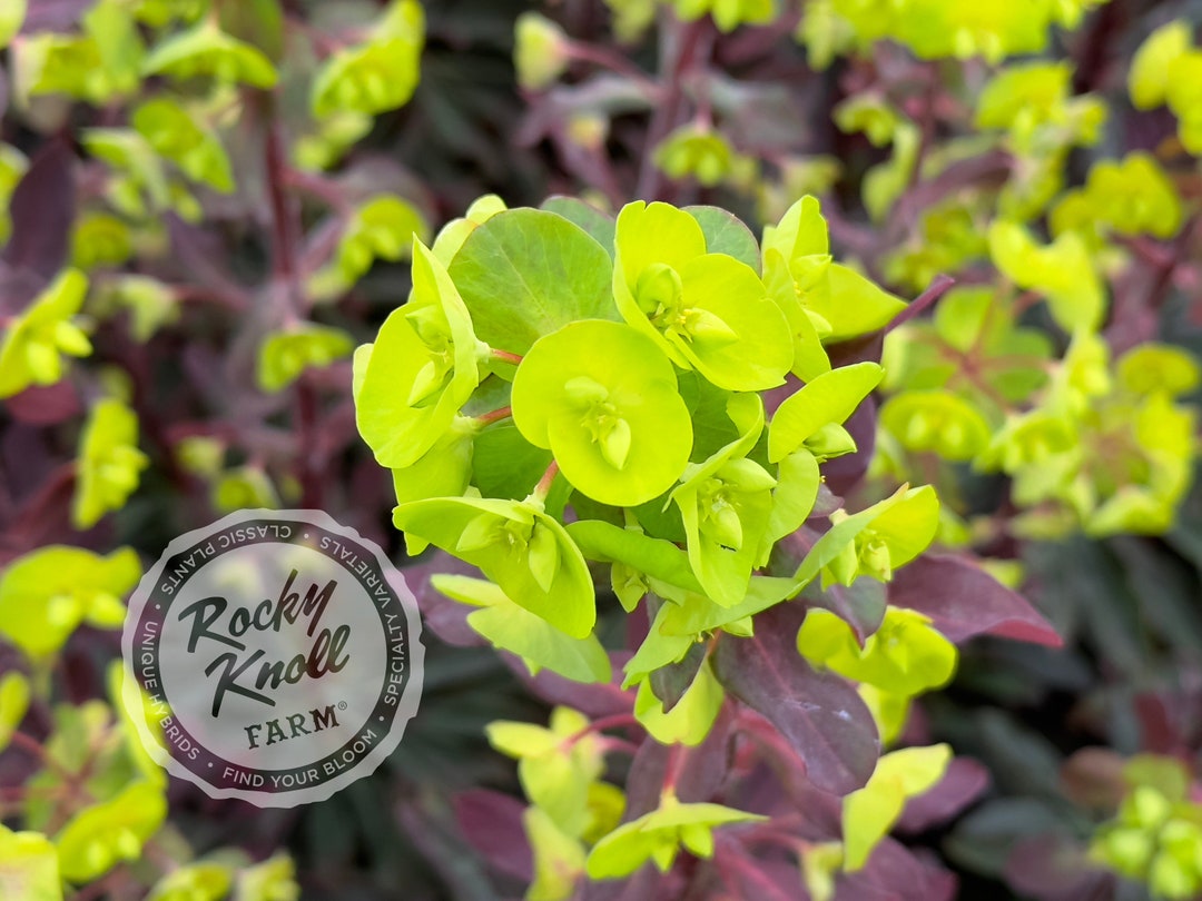 Euphorbia Purpurea 'purpleleaf Spurge' Etsy