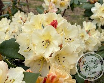 May include: Close-up of a cluster of pale yellow rhododendron flowers with red-brown markings in the center. The flowers are in full bloom and have a delicate, ruffled appearance. The image includes the text "Rocky Knoll Farm" with the tagline "Find Your Bloom".