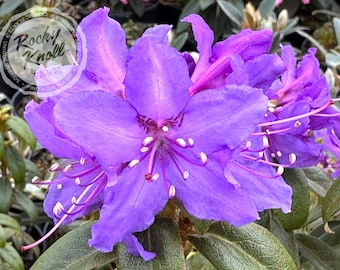 welcher standort fr rhododendron Rhododendron Roseum Elegans | 60-80 cm mit Wurzelballen