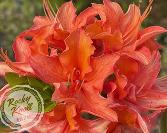 Op de afbeelding: Close-up van een levendige oranje azalea-bloem met gekrulde bloemblaadjes. De bloem staat in volle bloei en heeft een delicate, ingewikkelde structuur.