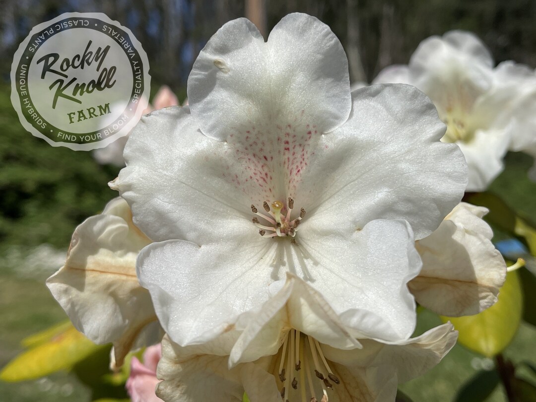 Gartendirektor Rieger - Etsy