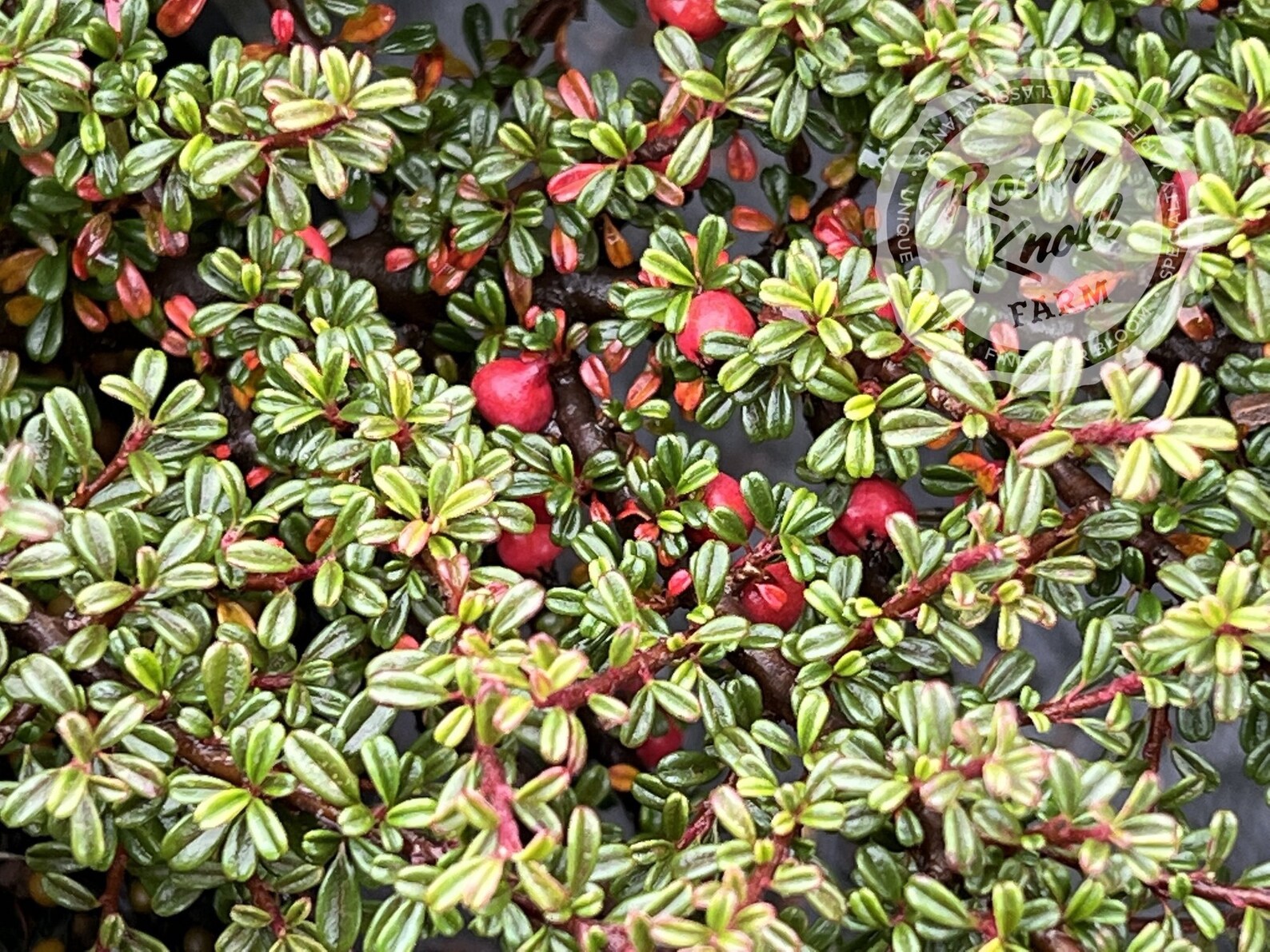 Thyme Leaf Cotoneaster Etsy