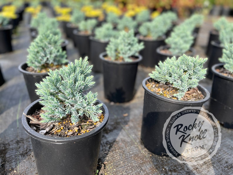 Blue Star Juniper - Juniperus squamata