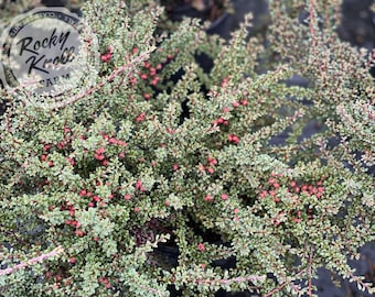 Thyme Leaf Cotoneaster