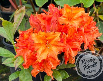 Op de afbeelding: Close-up van fel oranje azaleabloemen in volle bloei. De bloemblaadjes hebben een gekreukte textuur en het midden van de bloem heeft een gele tint. Groene bladeren omringen de bloemen. De afbeelding bevat een logo "Rocky Knoll Farm".