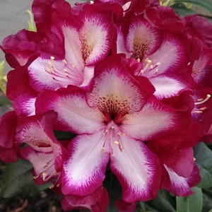 May include: A close-up of a pink and white rhododendron flower with a deep red border. The flower has a delicate, ruffled texture and is in full bloom.