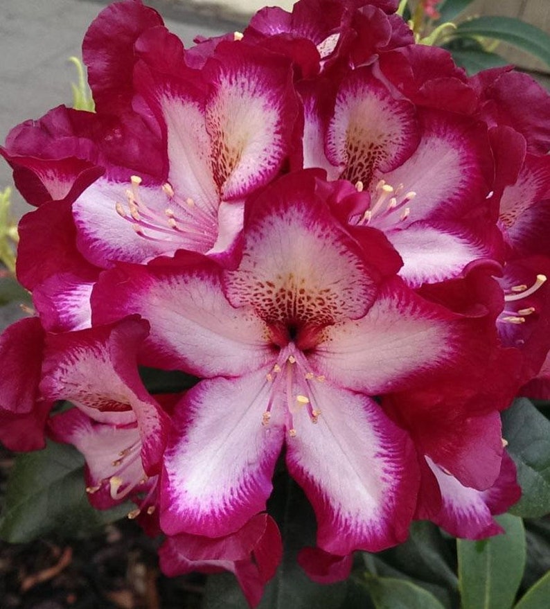 May include: A close-up of a pink and white rhododendron flower with a deep red border. The flower has a delicate, ruffled texture and is in full bloom.