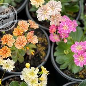 Lewisia cotyledon 'Elise Mixed'