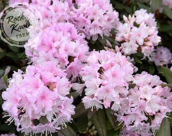 Op de afbeelding: Een close-up van een roze rododendronstruik in volle bloei. De bloemen zijn geclusterd in grote, ronde groepen. De struik staat in een tuinomgeving.