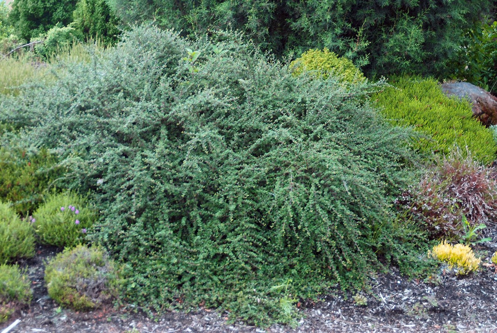 Thyme Leaf Cotoneaster Etsy