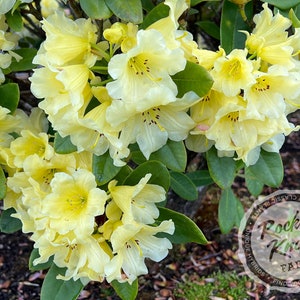 May include: Close-up of a cluster of pale yellow rhododendron flowers with green leaves. The flowers have a delicate, layered petal structure and a darker yellow center. The image includes the Rocky Knoll Farm logo.