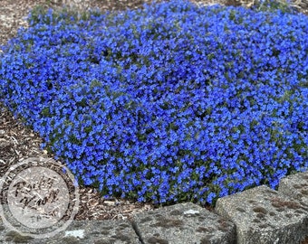 Lithodora diffusa - 'Grace Ward' (Gromwell)