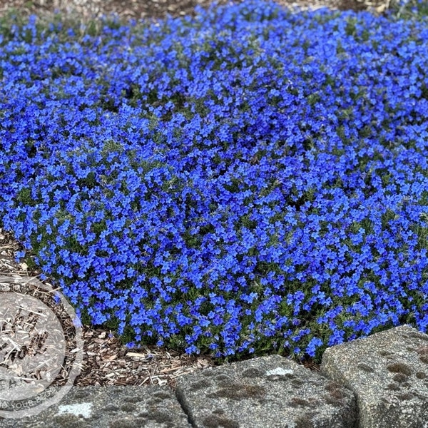 Lithodora diffusa - 'Grace Ward' (Gromwell)