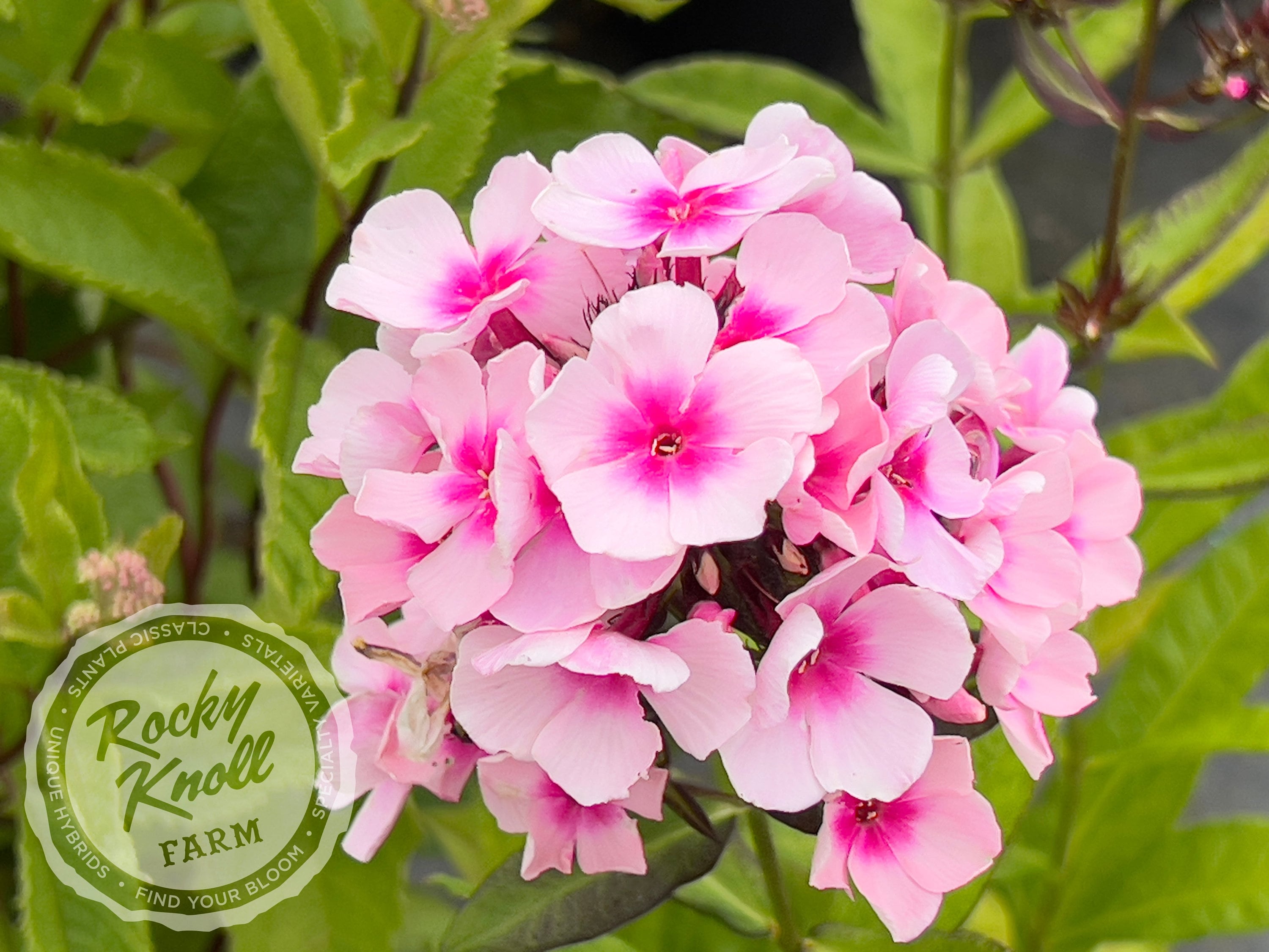Image of Sweet Summer Fantasy Phlox with pink and white striped flowers