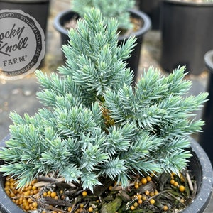 Blue Star Juniper - Juniperus squamata