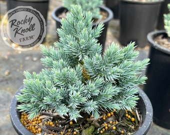 Blue Star Juniper - Juniperus squamata