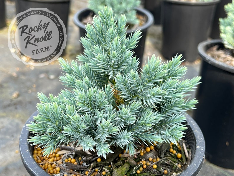 Blue Star Juniper - Juniperus squamata