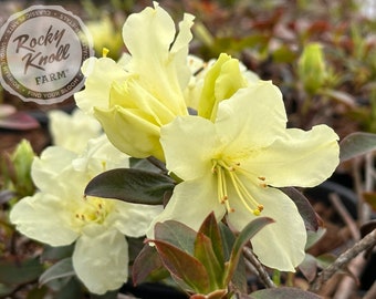 May include: Close-up of a pale yellow azalea flower with a dark green leaf. The flower has five petals and a yellow center with yellow stamens. The flower is in bloom and the petals are slightly curled. The background is blurred and out of focus.