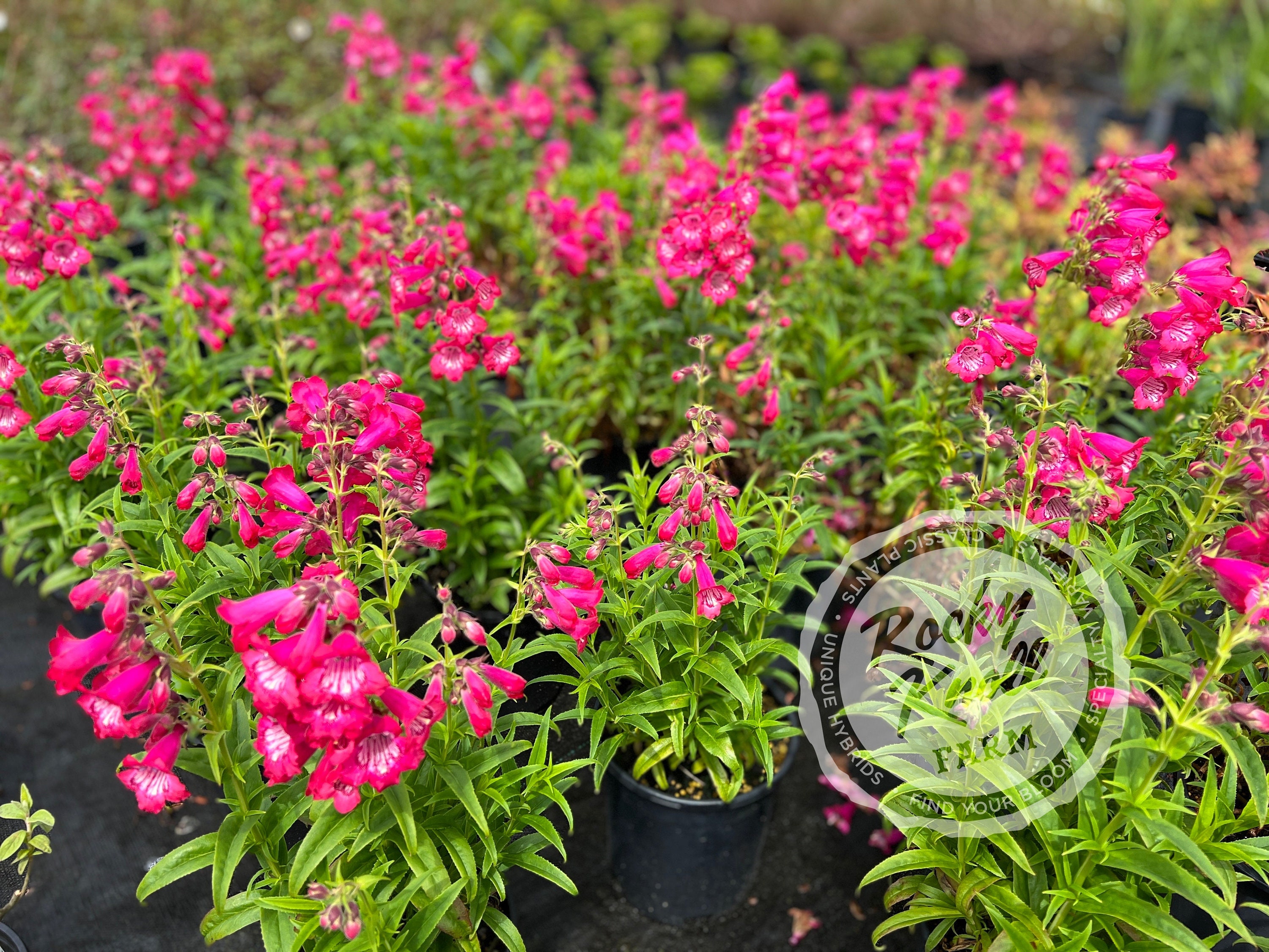 Penstemon Hidcote Pink - Etsy