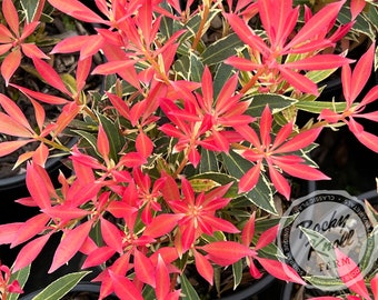 Pieris Japonica Flaming Silver