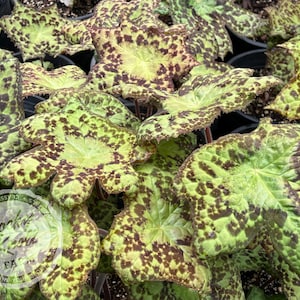 May include: Close-up of a cluster of plants with large, textured leaves. The leaves are primarily light green with irregular dark brown spots. The plant has a unique, spotted pattern. The leaves have a lobed shape.