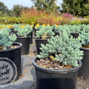 Blue Star Juniper - Juniperus squamata