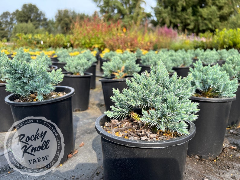 Blue Star Juniper - Juniperus squamata