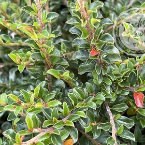 Tom Thumb Cranberry Cotoneaster