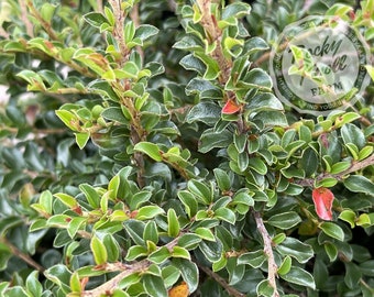 Tom Thumb Cranberry Cotoneaster