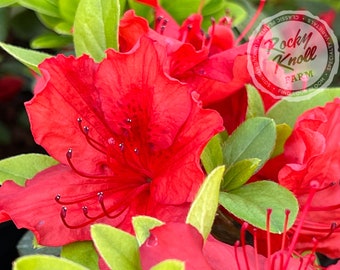 Op de afbeelding: Close-up van een levendige rode azaleabloem met groene bladeren. De bloem heeft een gekrulde vorm en een prominent centrum met rode meeldraden. De afbeelding bevat een logo voor "Rocky Knoll Farm" met de slogan "Find Your Bloom."