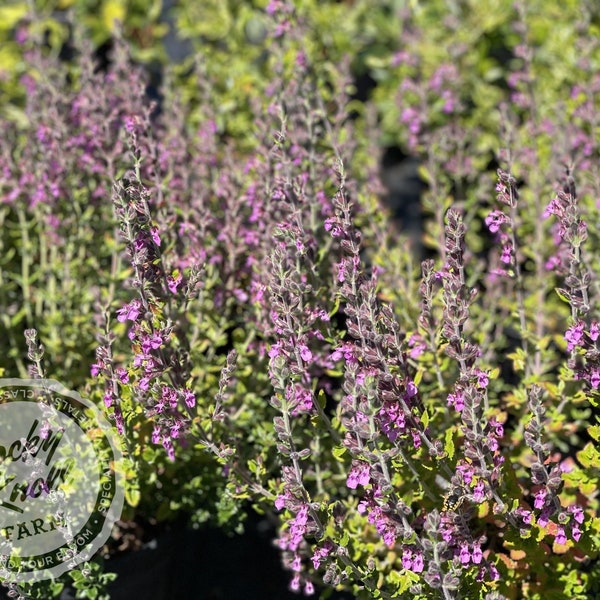 Germander teucrium chamaedrys