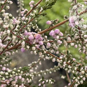 Calluna Elsie Purnell Heather - Etsy