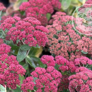Sedum Autumn Joy