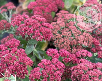 Sedum Autumn Joy