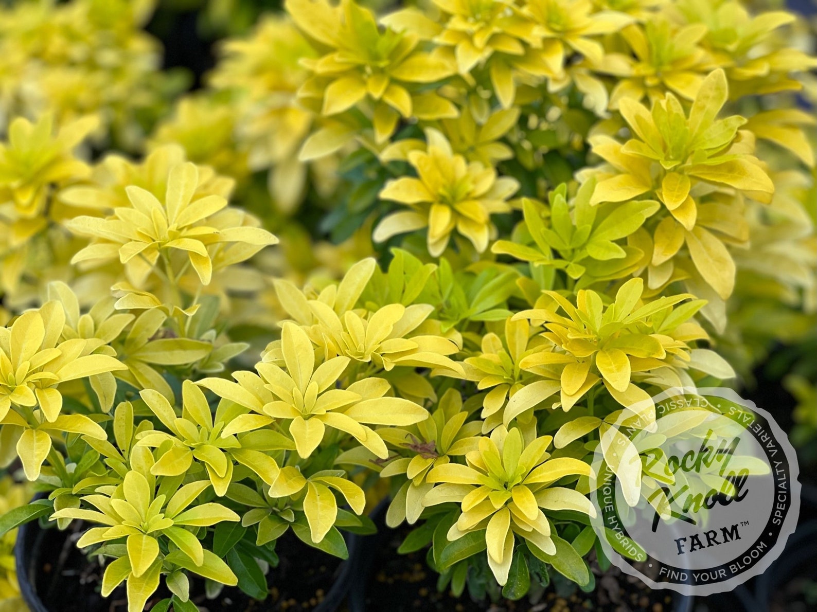 choisya sundance mexican orange blossom