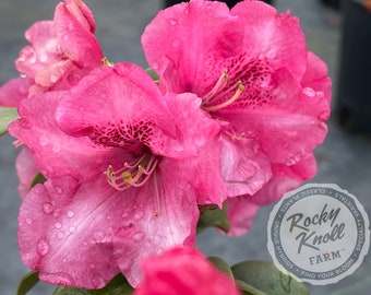 rhododendron hot shot Girard Hot Shot Azalea main image 1