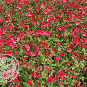 Hot Lips Salvia (Sage)