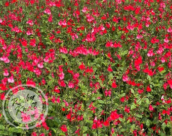 Hot Lips Salvia (Sage)