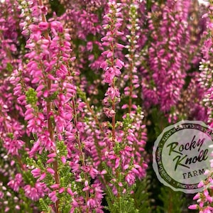 Calluna Dark Beauty Heather