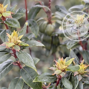 May include: Close-up of a rhododendron bush with green leaves and yellow flower buds. The bush is labeled "Rocky Knoll Farm - Unique Hybrids - Find Your Bloom - Special Varieties - Classic Plants".