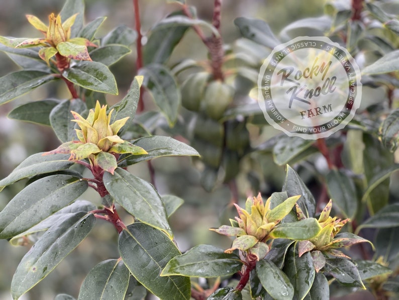 May include: Close-up of a rhododendron bush with green leaves and yellow flower buds. The bush is labeled "Rocky Knoll Farm - Unique Hybrids - Find Your Bloom - Special Varieties - Classic Plants".